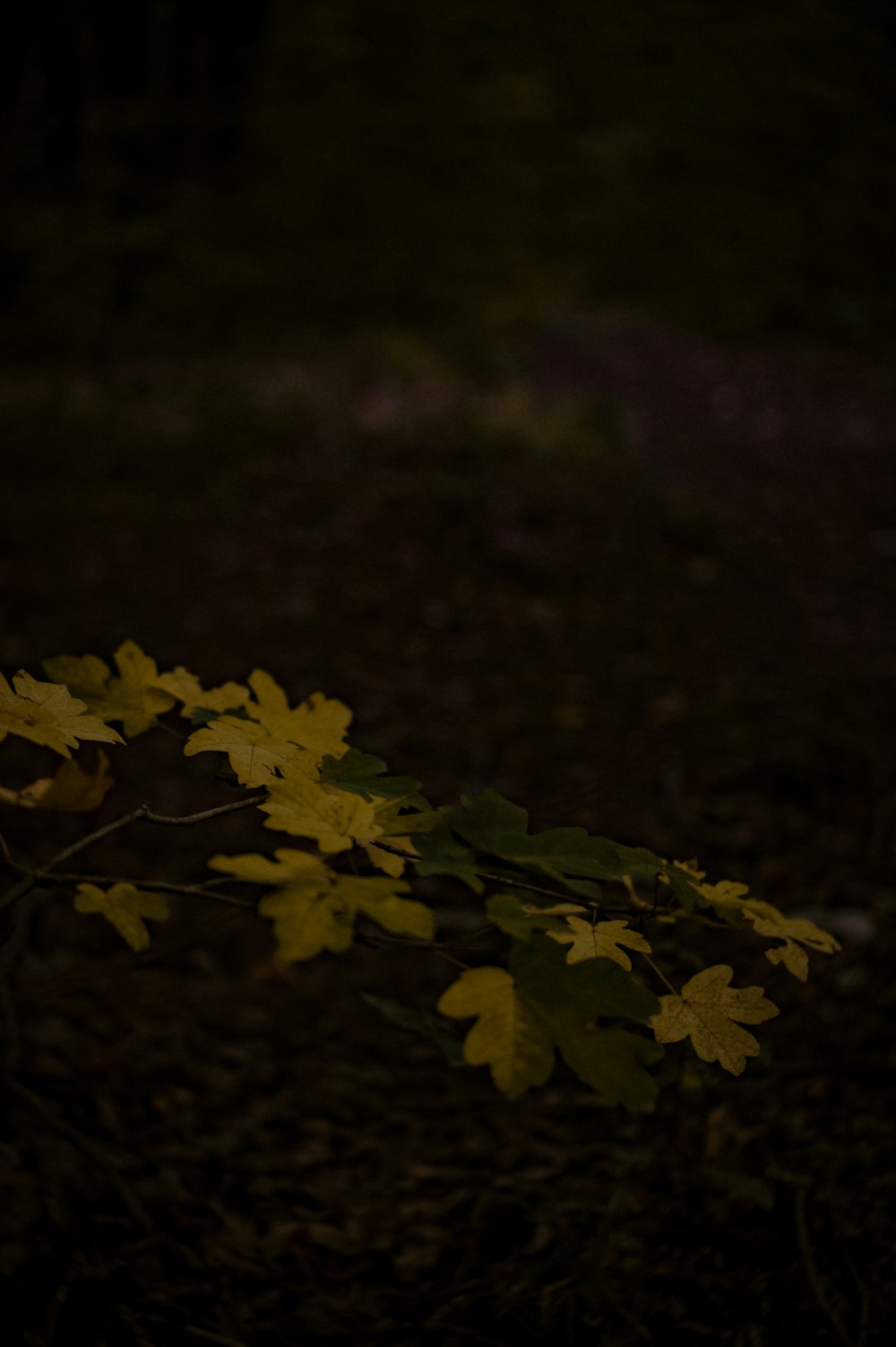 a tree branch with yellow leaves in the dark