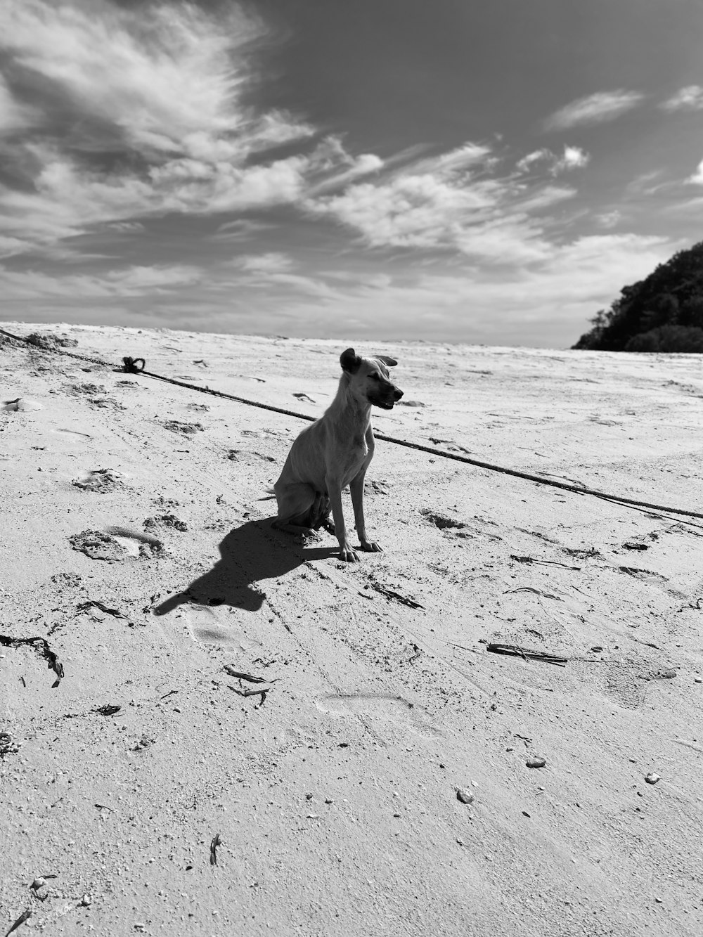 a dog sitting on a beach with a leash