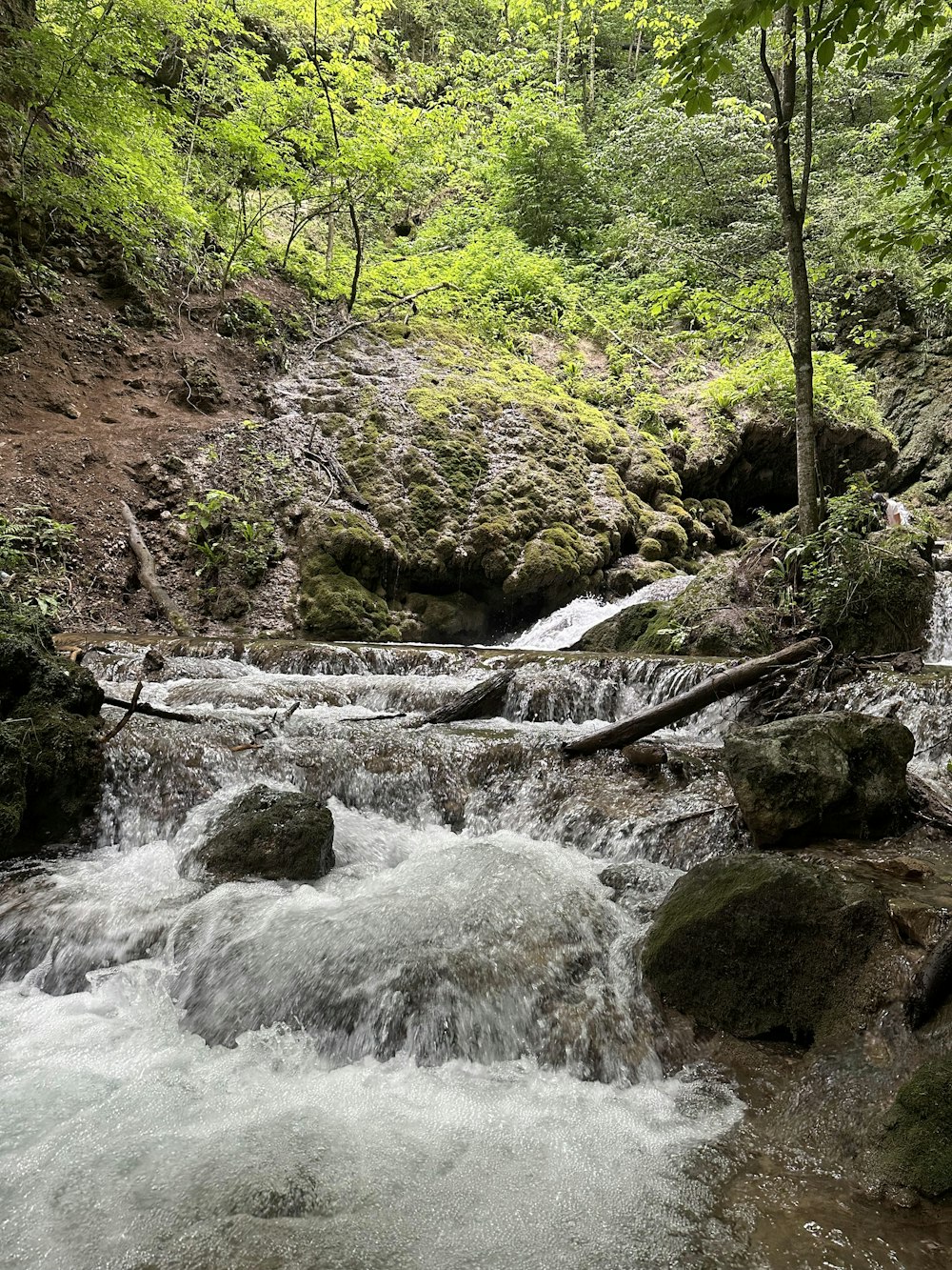 un arroyo que atraviesa un frondoso bosque verde