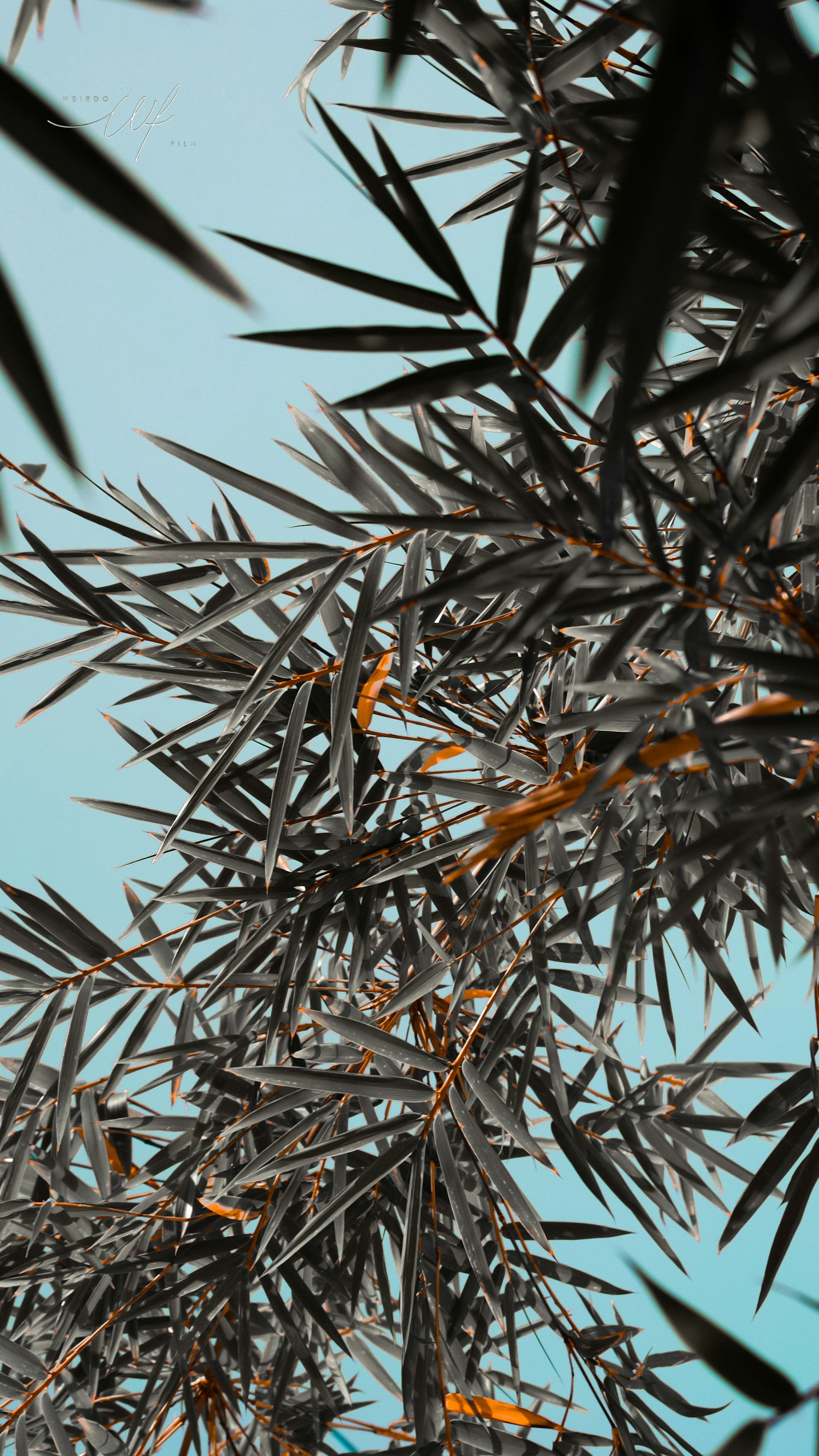 a close up of a tree branch with a blue sky in the background