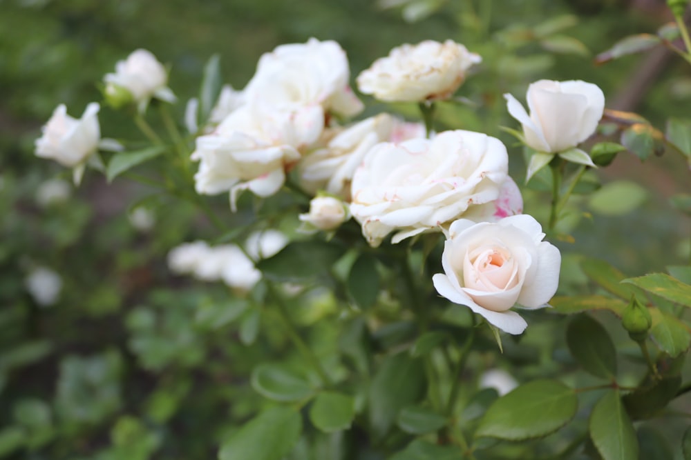 a group of white roses growing in a garden