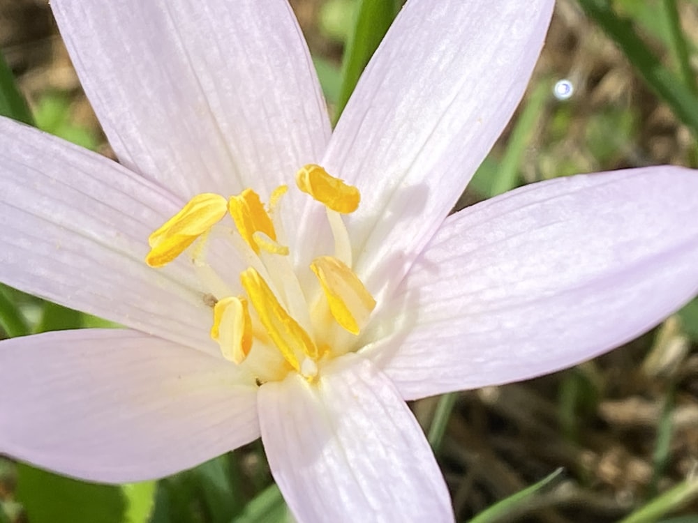 a close up of a white flower with yellow stamen