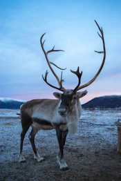 a reindeer standing in the middle of a field