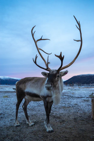 a reindeer standing in the middle of a field