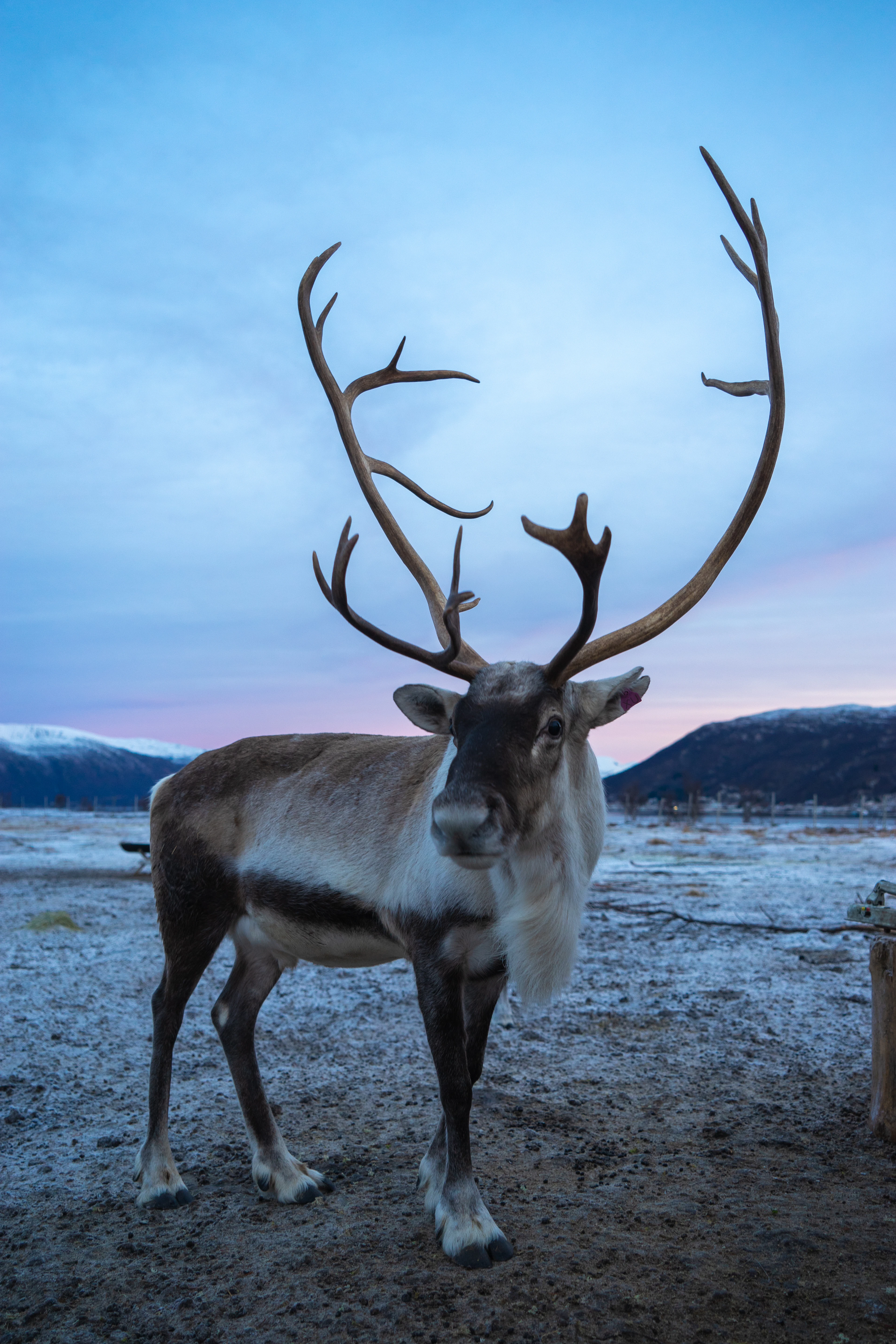 A reindeer with tall antlers standing on frozen ground