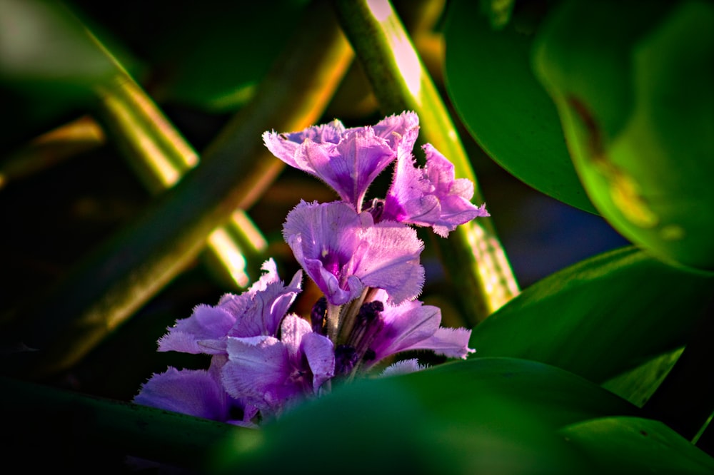 a purple flower with green leaves in the background