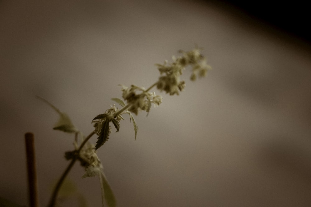 a close up of a flower on a stem