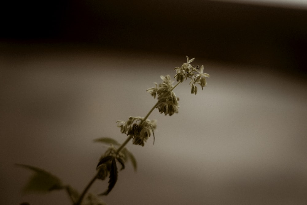 a plant with white flowers in a vase