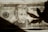 A US twenty-dollar bill with a portrait in the center. The bill has intricate designs and markings, including serial numbers and official seals. There is a shadow cast over a portion of the bill.