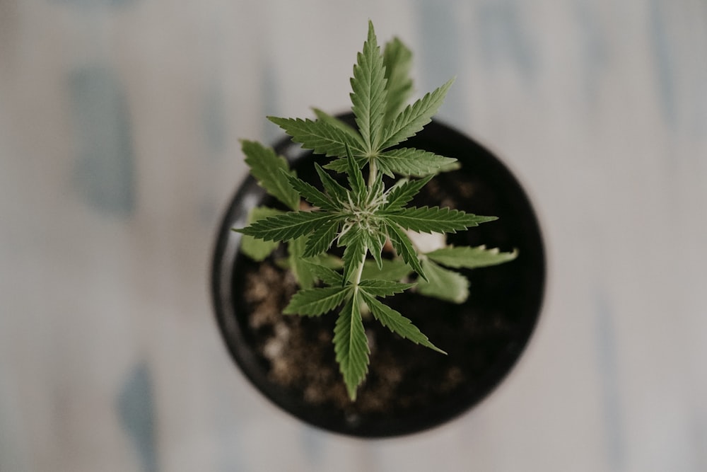 a small potted plant sitting on top of a table