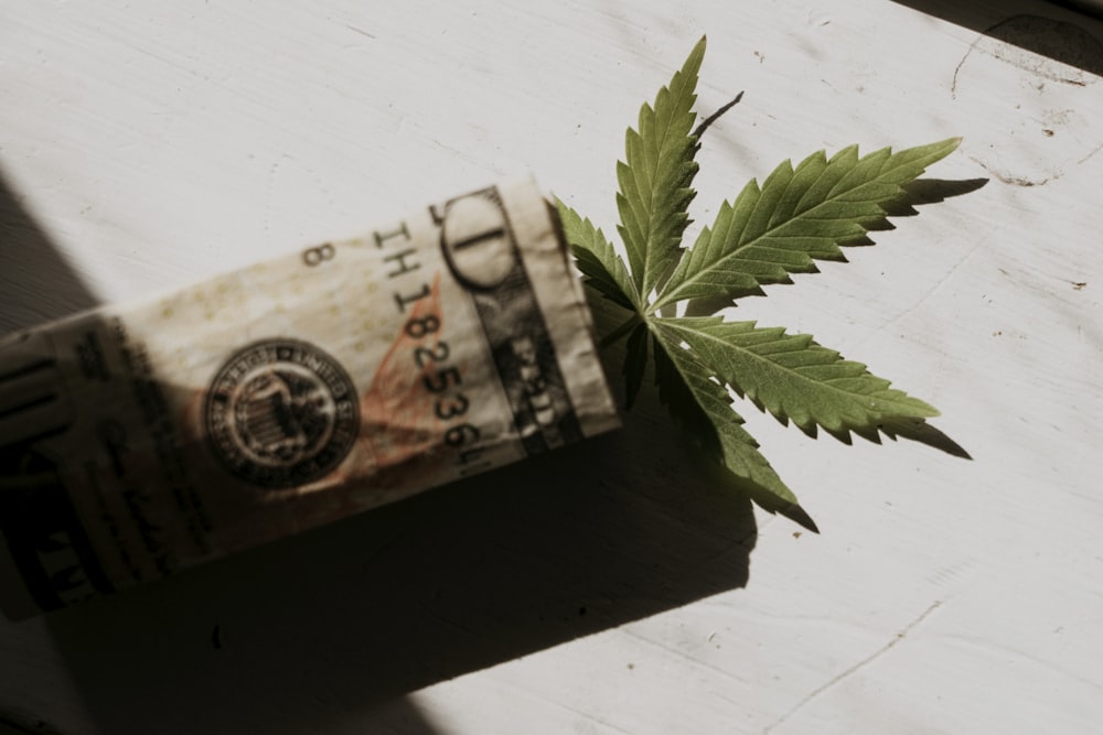 Una hoja de marihuana encima de un rollo de dinero