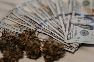 A fanned-out stack of US hundred-dollar bills lies on a surface, with several cannabis buds positioned in front. The focus is on the crisp currency and the dried plant material, with the details of Benjamin Franklin's face visible on the bills.
