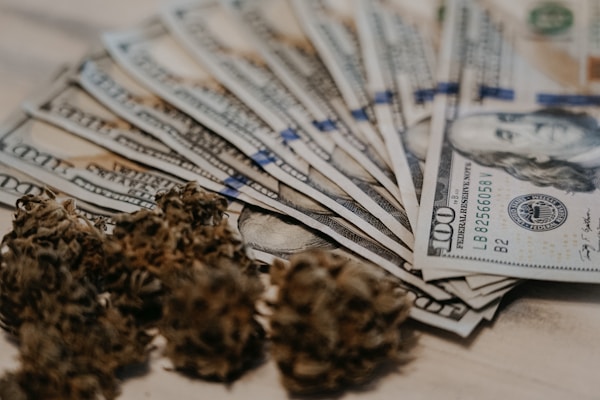 A fanned-out stack of US hundred-dollar bills lies on a surface, with several cannabis buds positioned in front. The focus is on the crisp currency and the dried plant material, with the details of Benjamin Franklin's face visible on the bills.