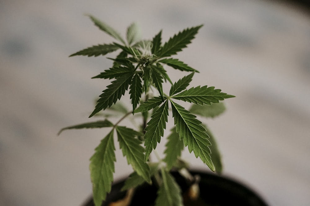 a small potted plant with green leaves