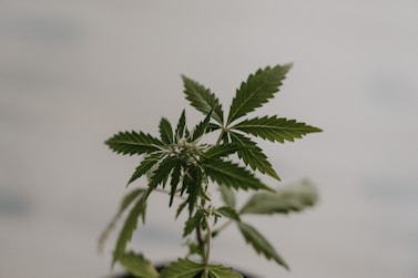 a small potted plant with green leaves