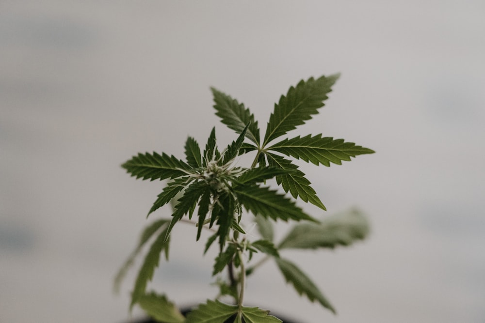 a small potted plant with green leaves