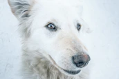 Close-up of Korra’s bright eyes and fluffy white fur against a soft pastel background.