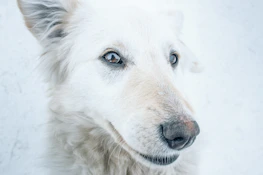 Close-up of Korra’s bright eyes and fluffy white fur against a soft pastel background.