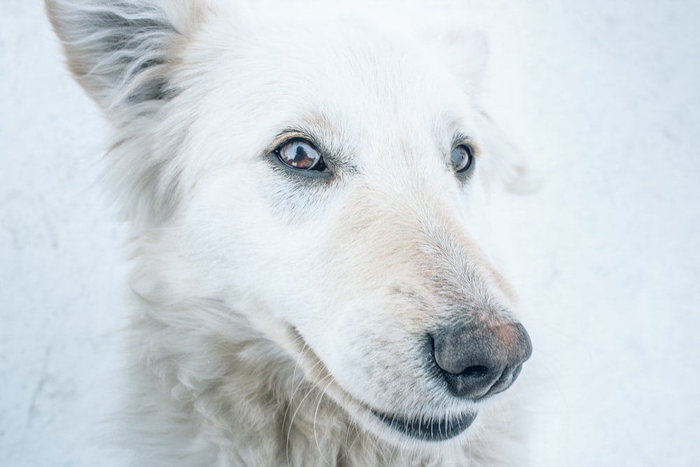 青い目をした白い犬の接写