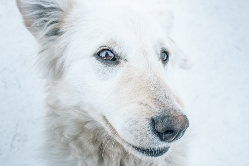 a close up of a white dog with blue eyes