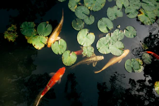 a group of fish swimming in a pond with lily pads
