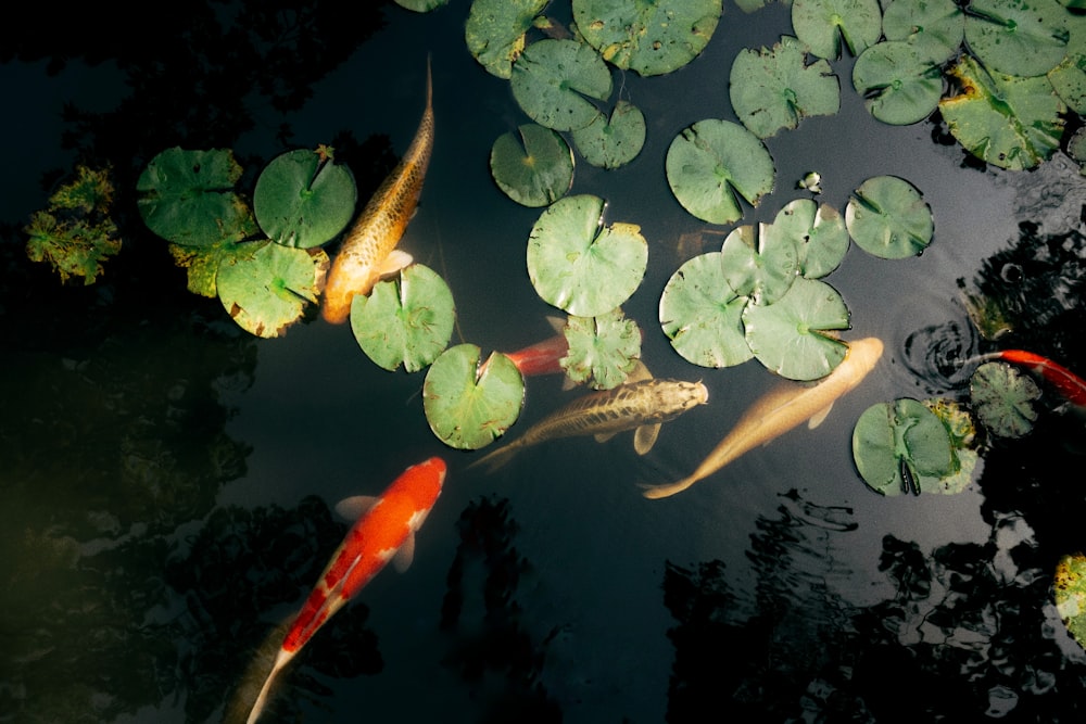 a group of fish swimming in a pond with lily pads