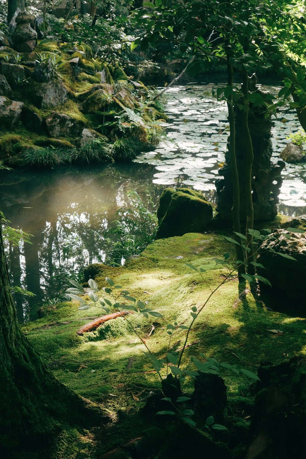 a stream running through a lush green forest