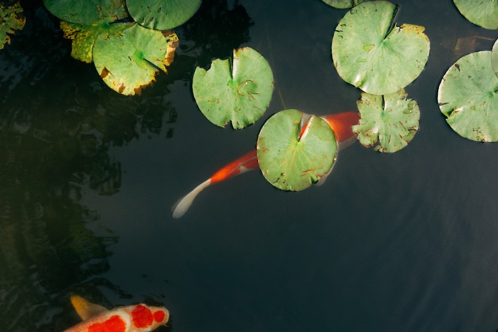 a koi fish swimming in a pond with lily pads