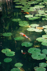 A serene koi pond with crystal-clear water and visible blue and red filter mats in a multi-chamber filter system.