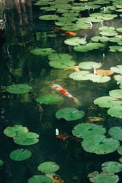 A serene koi pond with clear water and colorful fish swimming near blooming water lilies.