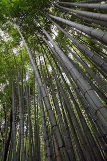 Tall bamboo stalks extend upwards towards a dense canopy, creating a tranquil, natural setting. The perspective emphasizes the height and slenderness of the bamboo, with sunlight filtering through the leaves.