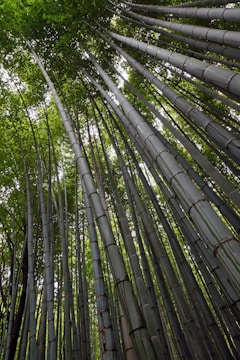 Tall bamboo stalks extend upwards towards a dense canopy, creating a tranquil, natural setting. The perspective emphasizes the height and slenderness of the bamboo, with sunlight filtering through the leaves.