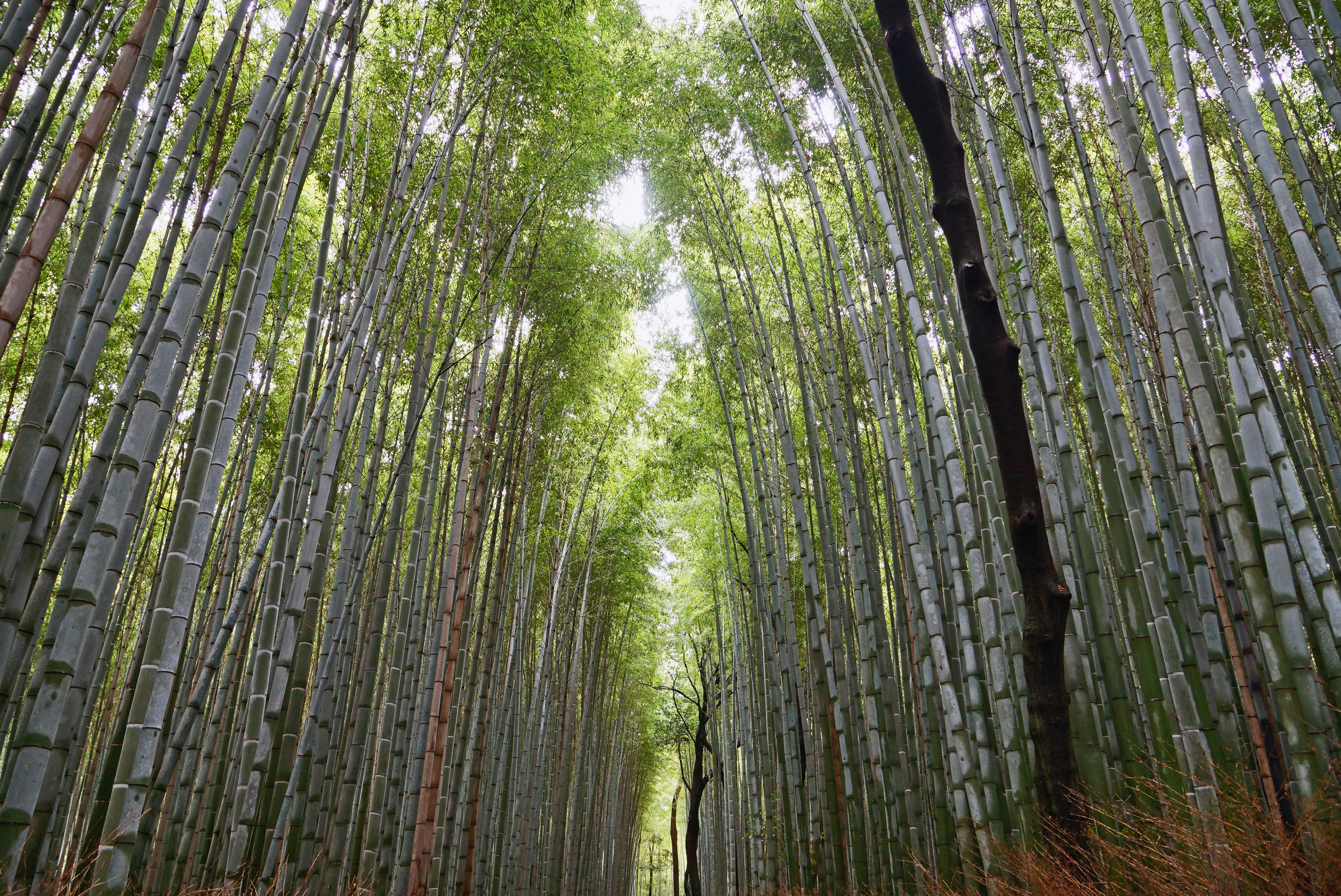 Photo by marttisalmi