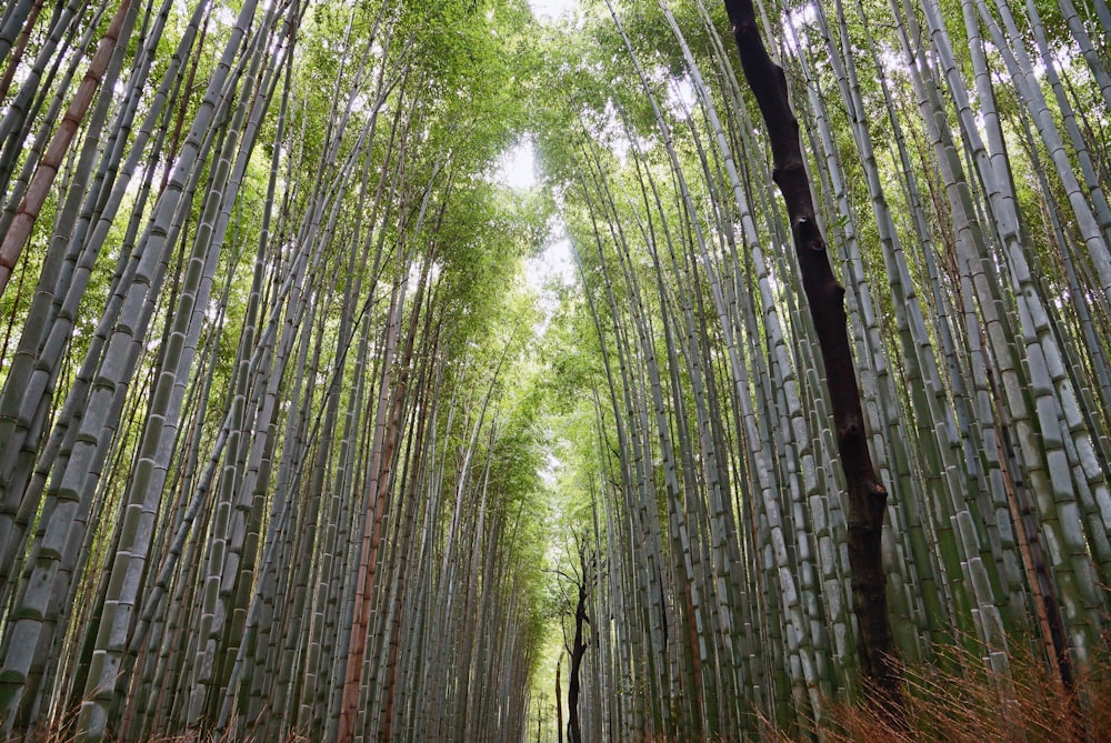 a narrow path between tall bamboo trees in a forest