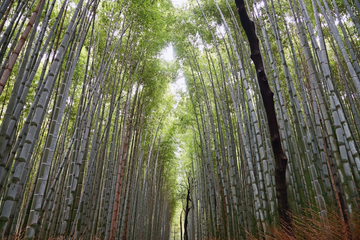Arashiyama bamboo grove Kyoto morning light