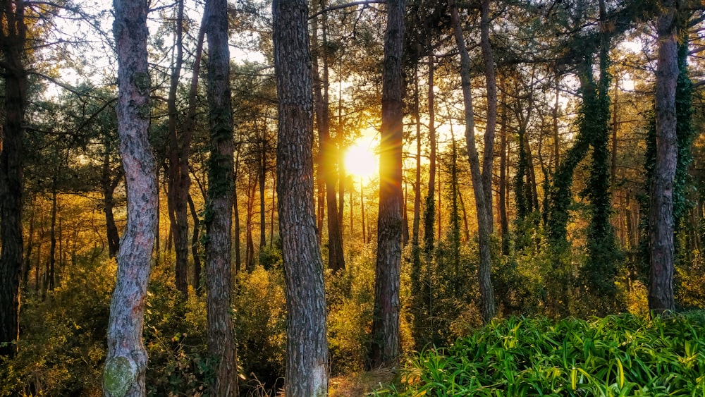 the sun is shining through the trees in the forest