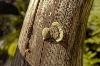 A close-up of a tree trunk with a small, brownish fungus growing on it. The texture of the bark is rough, and the fungus is shaped like a bracket with a velvety appearance. In the background, there is a blur of green foliage, indicating a forest or wooded area.