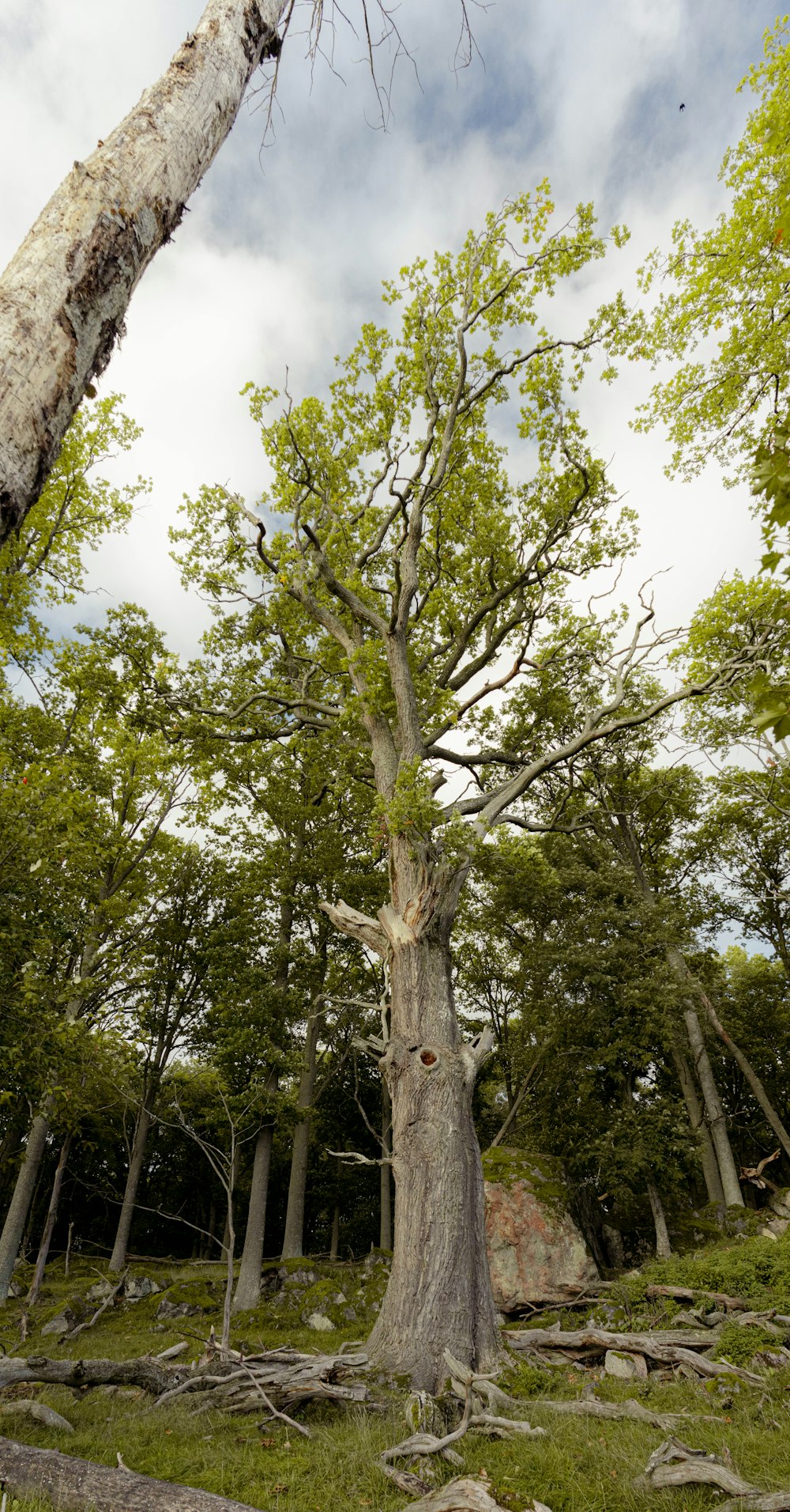 a very tall tree in the middle of a forest