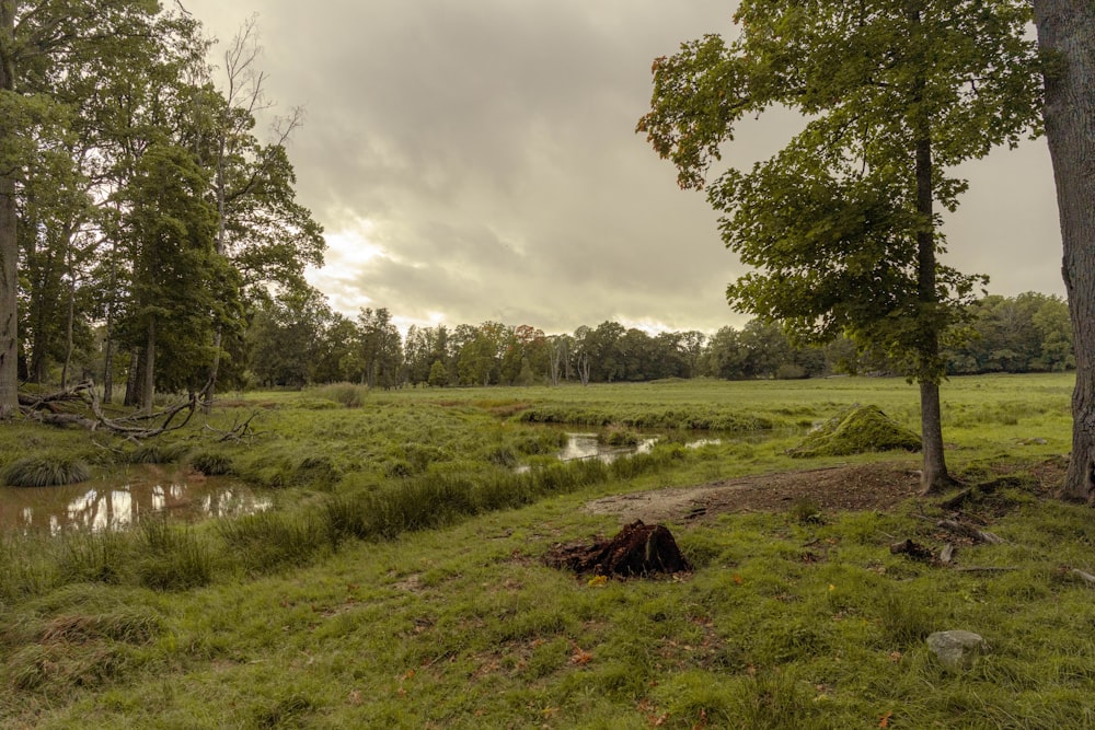 a grassy field with trees and a creek