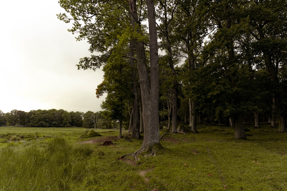 a grassy field with trees in the background