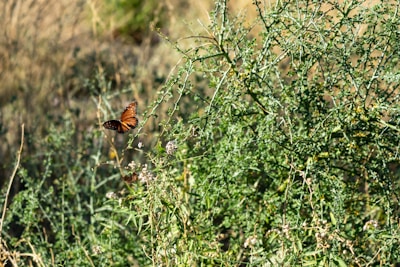 Oakland chasing a fluttering butterfly in the garden on a bright day.