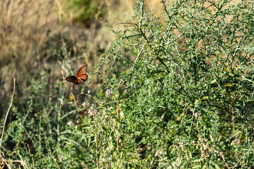 Una mariposa volando sobre un exuberante campo verde