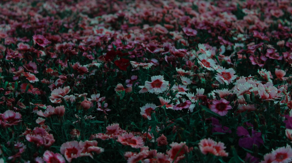 a field full of pink and white flowers