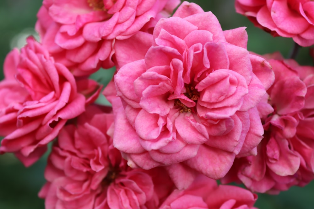 a bunch of pink flowers that are blooming