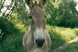 A donkey standing in a lush green outdoor setting, surrounded by trees and foliage. The donkey is facing forward, occupying the central position of the composition, with a curious expression.