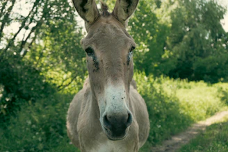A cheerful donkey surrounded by leaves, mountains, and a compass symbolizing guidance in a natural setting.