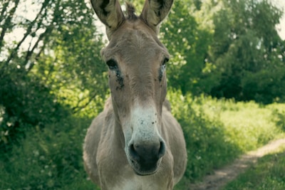 A donkey standing in a lush green outdoor setting, surrounded by trees and foliage. The donkey is facing forward, occupying the central position of the composition, with a curious expression.