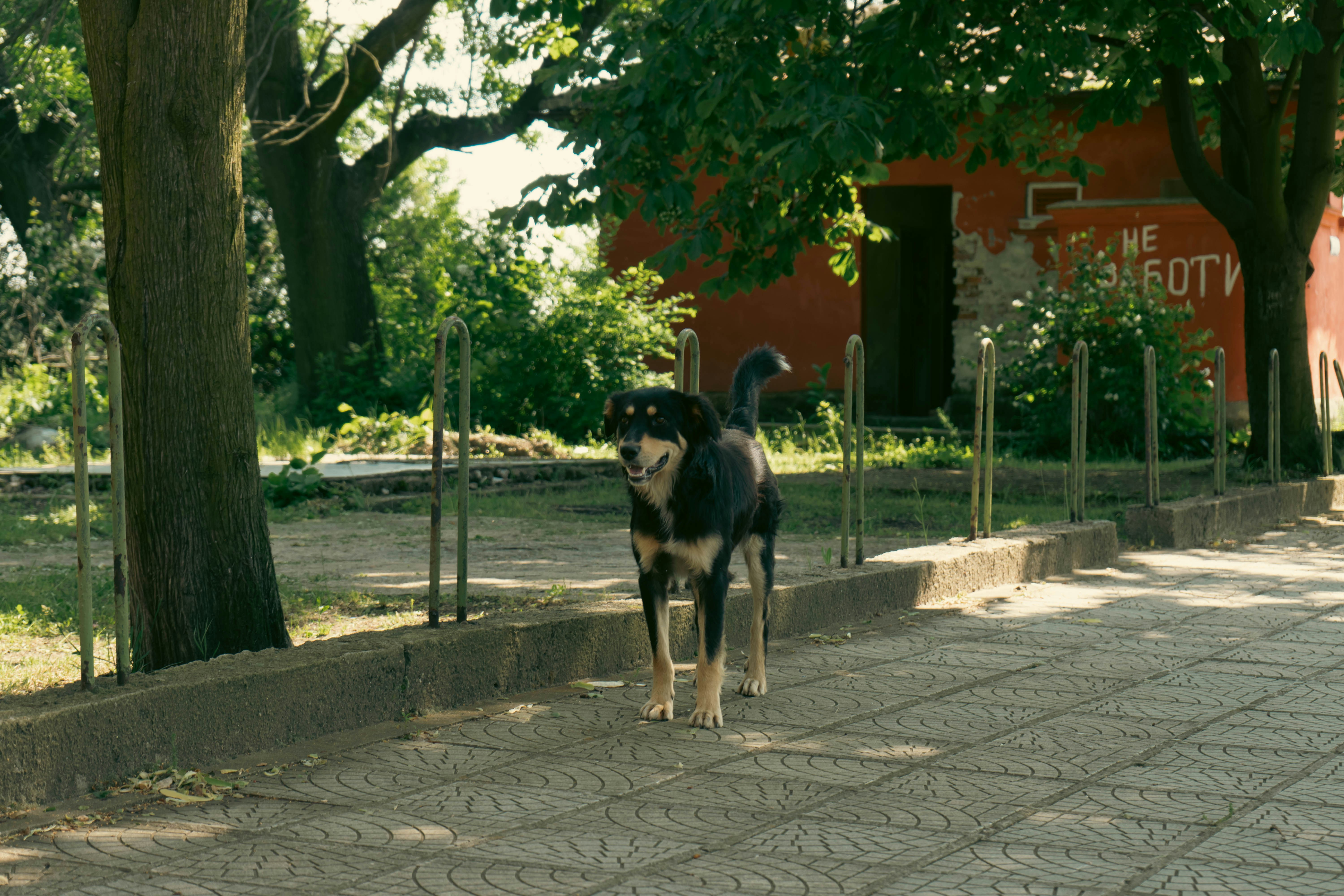 Un perro blanco y negro parado en una acera
