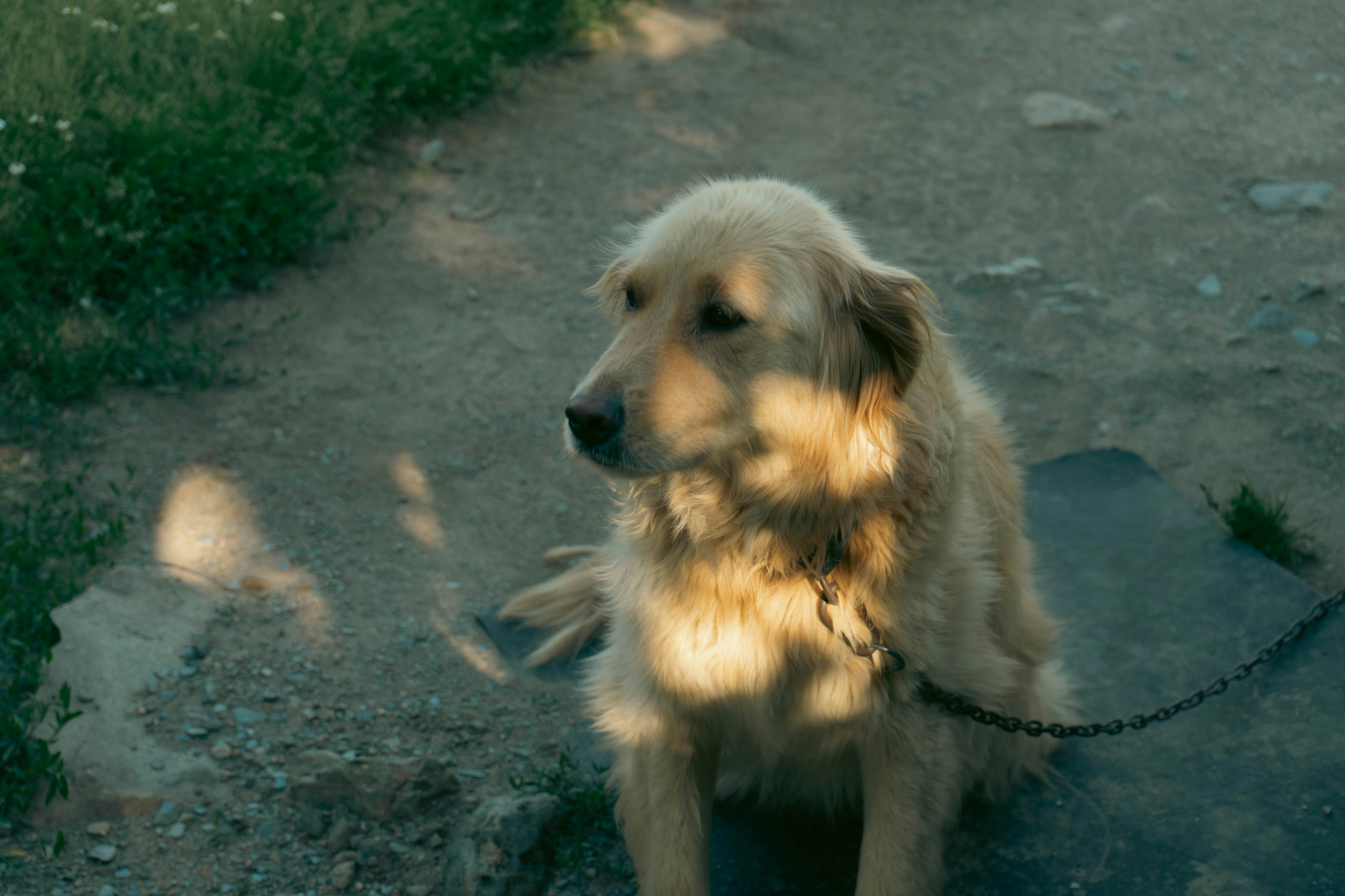 Track Your Dog’s Health with Queva Pets