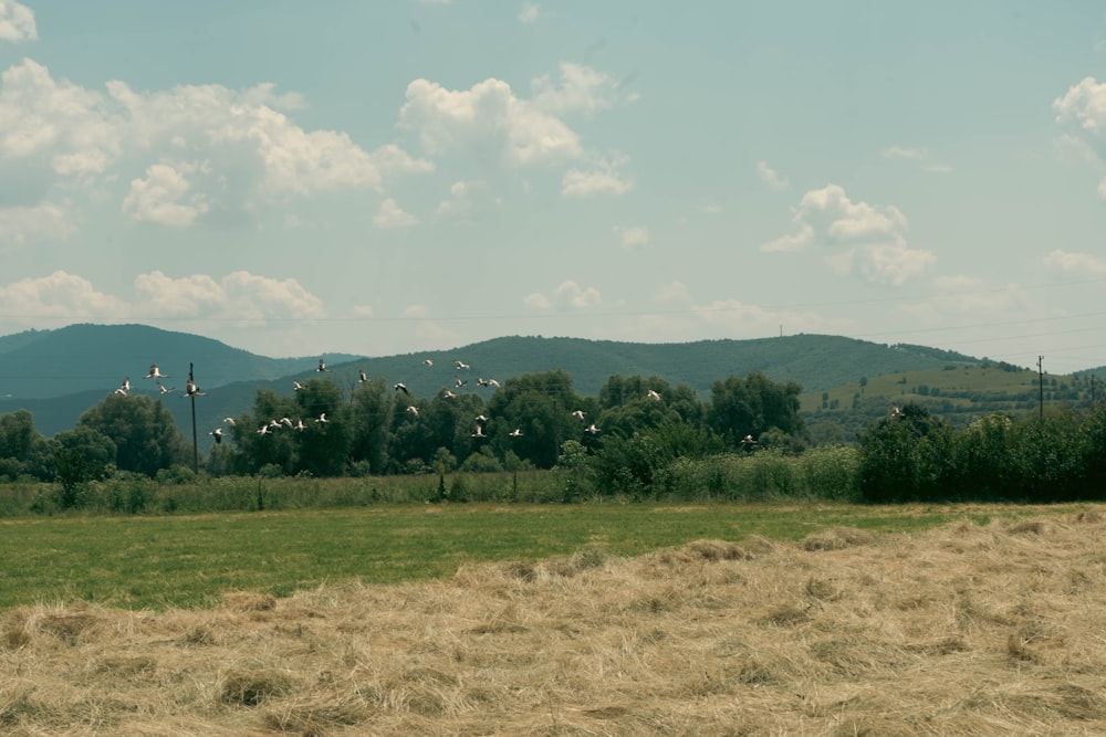 a grassy field with mountains in the background